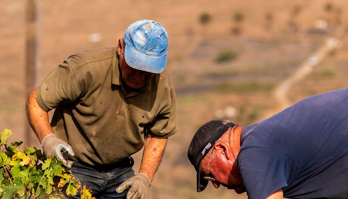 Imagen de un agricultor vendimiando