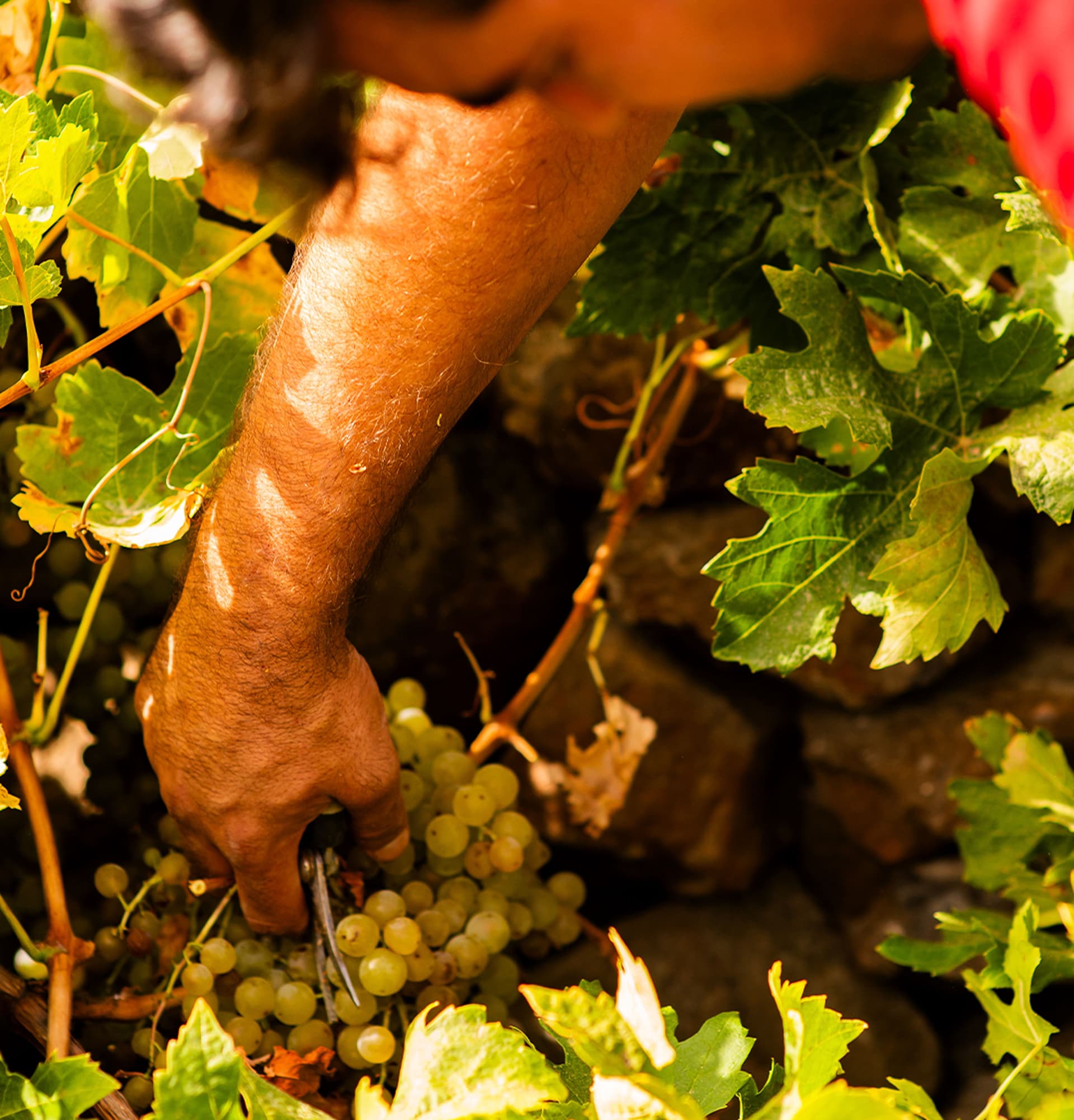 Imagen de un señor disponiendose a cortar un racimo de uvas